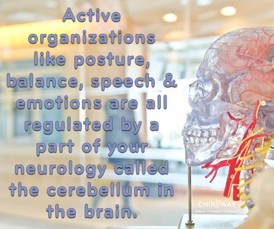 Active organizations like posture, balance, speech and emotions are all regulated by a part of your neurology called the cerebellum in the brain