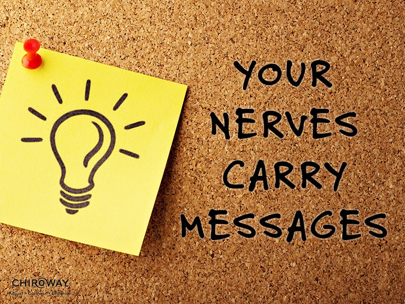 Your nerves carry messages