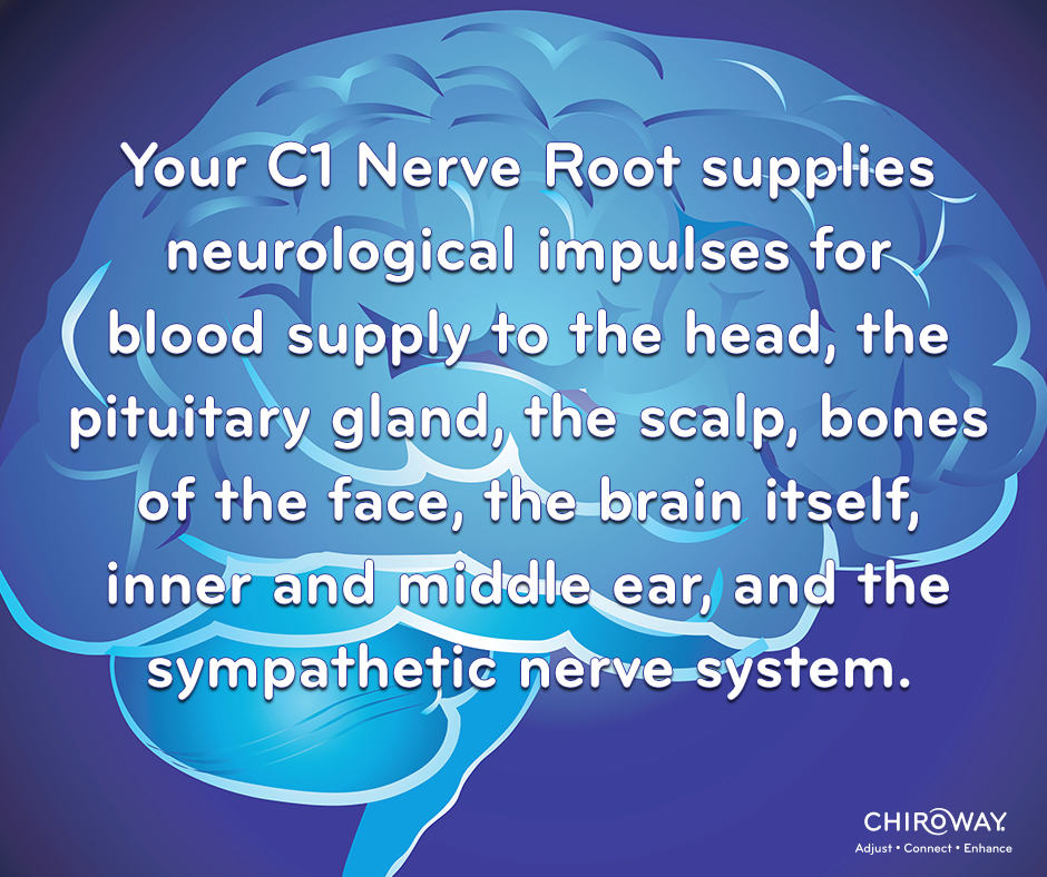 Your C1 nerve root supplies neurological impulses for blood supply to the head, the pituitary gland, the scalp, bones of the face, the brain itself, inner and middle ear, and the sympathetic nerve system.