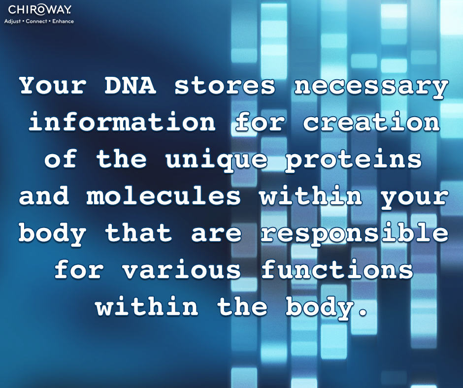 Your DNA stores necessary information for creation of the unique proteins and molecules within your body that are responsible for various functions within the body