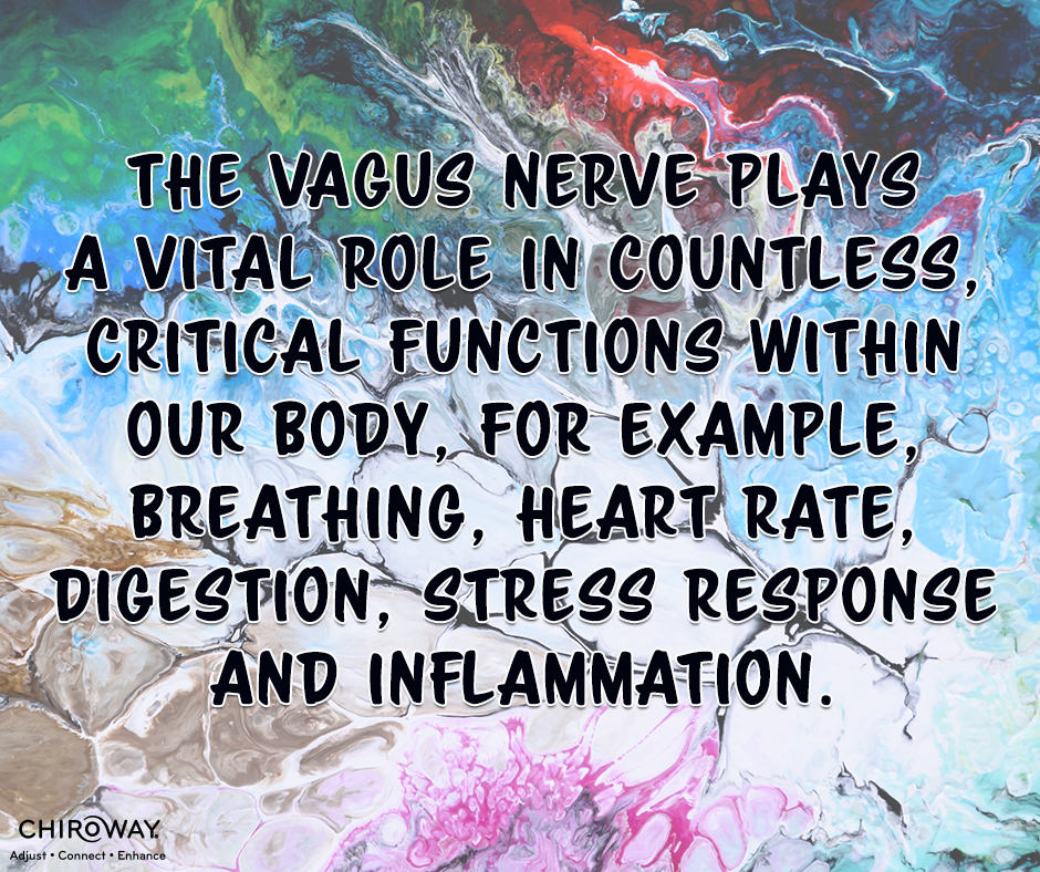 The vagus nerve plays a vital role in countless functions within our body, like breathing, heart rate, digestions, stress response and inflammation
